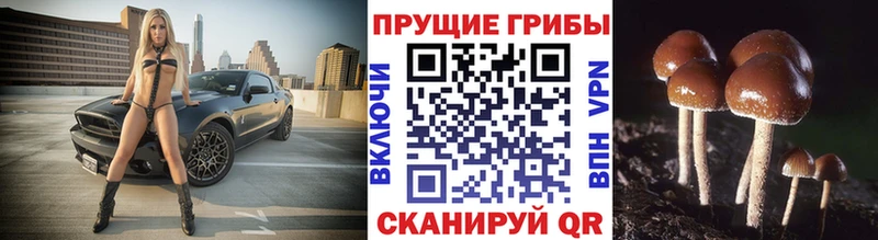 Галлюциногенные грибы мицелий купить наркоту Казань